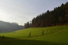 Sixteen Upside-Down Trees and Three Squares, landscape art by Martin Gut on Noseland, 2014