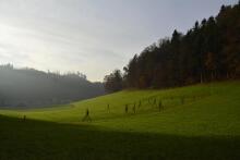 Sechzehn verkehrte Bäume und drei Vierecke, Landart von Martin Gut auf Noseland, 2014