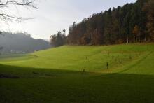 Sechzehn verkehrte Bäume und drei Vierecke, Landart von Martin Gut auf Noseland, 2014