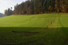 Sixteen Upside-Down Trees and Three Squares, landscape art by Martin Gut on Noseland, 2014