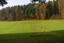 Sechzehn verkehrte Bäume und drei Vierecke, Landart von Martin Gut auf Noseland, 2014