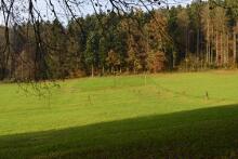 Sechzehn verkehrte Bäume und drei Vierecke, Landart von Martin Gut auf Noseland, 2014