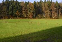 Sechzehn verkehrte Bäume und drei Vierecke, Landart von Martin Gut auf Noseland, 2014