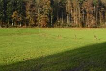 Sixteen Upside-Down Trees and Three Squares, landscape art by Martin Gut on Noseland, 2014